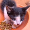凶暴だった元野良の赤ちゃん猫→保護されて２年…あまりにも尊い『優しいお兄ちゃんに成長した姿』に「感激」「立派な大人猫になったね」