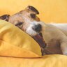犬が飼い主に『あなた嫌いです』と伝えているサイン4選　嫌われてしまう主な原因や関係を修復する方法まで