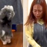 犬嫌いな女性が『人間好きな犬におやつをあげた』結果…ドタバタ過ぎるチャレンジが面白過ぎると95万再生「爆笑した」「どっちも可愛いｗ」