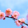 【2025】北九州市内にある＜梅の鑑賞スポット6選＞　名所から意外な公園・神社まで