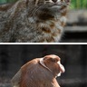 ズーラシア　希少動物保全園に認定　繁殖や情報発信に努め