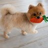 犬が『おもちゃを離さない』ときの心理3つ　愛犬が執着している理由から対処法まで