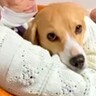 100歳のおばあちゃんに犬を見せた結果…『まさかの一言』に爆笑の声集まる「おばあちゃんもワンちゃんも可愛すぎる」「セラピードッグみたい」