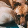 犬が『不安になっている』ときにみせるサイン5選　心配事を解消させるためにできることとは？