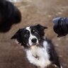 犬が『我慢』しているときにみせるサイン5選　辛い気持ちに耐えているかどうかを判断する方法とは？