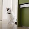 春の休日にお出かけの準備をしていたら、察した猫たちが…『ソワソワしちゃう様子』が可愛すぎると３万再生「幸せいっぱいで羨ましい」「癒された」