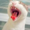 猫の『口臭がきつくなる』5つの考えられる原因　口腔トラブル以外の病気の可能性も