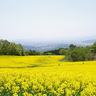 喜多方市「三ノ倉高原」で菜の花畑を満喫！菜の花の無料摘み取りなども実施