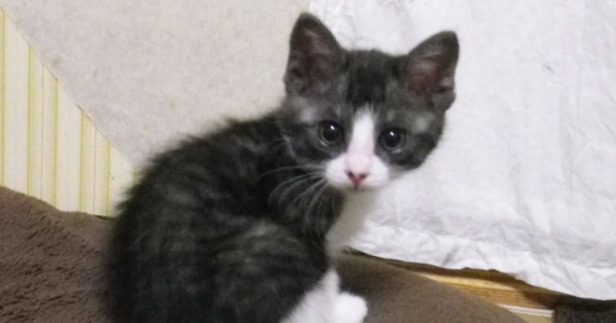 不調が治った日にきた、細くて綺麗な猫目ルチルたん！ 不調が治った日にきた、細くて綺麗な猫目ルチルたん！
