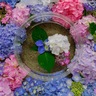 水みくじ体験をしばた紫陽花まつりで