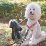 てんかんに加え、胃腸障害を発症した愛犬マーリちゃん。飼い主さんの介護の日々を支えたのは？