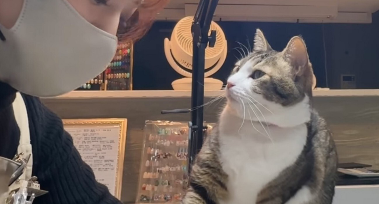 ねこのせんぷうき すずまる (送料無料) 扇風機 ねこ型扇風機