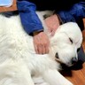 おじいちゃんの前だけでは『赤ちゃんに戻る』超大型犬→見た目と違いすぎる光景が8万いいね「心は子犬のままで可愛い」「癒やされた」と大絶賛