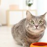 さっきあげたのに…愛猫が『常にご飯を欲しがる』原因3選　足りてない？病気のせい？