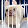 犬が『ケージに閉じ込められてブチギレてる』かと思ったら…『まさかの真実』が面白過ぎると417万再生「爆笑ｗ」「なぜこんな可愛いのか」