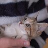 眠れない子猫にパパが『子守唄』を歌った結果…まさかの展開に爆笑する人続出「予想外で笑った」「ナウシカで吹いた」と10万再生