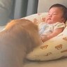 大型犬のいる家に『赤ちゃんが産まれた』結果…とんでもなく平和な『優しすぎる光景』が7万再生「心が温まる」「見守ってる…癒された」と絶賛