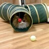 トンネルでくつろいでいた猫→ちょっと目を離したスキに…まさかの『進化している光景』に爆笑の声続々「変身してて笑った」「ヤドカリにｗ」