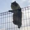 庭に現れた『長毛の大きな猫』と仲良くなったら→現在……心温まる軌跡と『感動の瞬間』に涙「まるで1本の映画」「号泣モノ」と反響