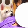 座椅子でウトウトしているパパ→構ってほしい『大型犬の赤ちゃん』が…我慢できなくて見せた『尊すぎる行動』に「秒で起きる」「羨ましい」と反響