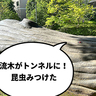 小さいけれど魅力的！砂川町にある『砂川二ふれあいの森公園』にいってみたら流木に昆虫が住みついていた