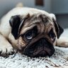 犬が落ち着いて過ごせない５つの場所　愛犬にリラックスしてもらうためのポイントをご紹介