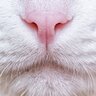 猫に『鼻くそ』ができる3つの原因　　体に異常があるサイン？対処法まで解説
