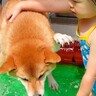 犬と2歳の女の子をプールに入れると…怖がるワンコへの『優しい気遣い』に感動「自分が2歳の頃と違いすぎる」「なんか泣けた」と44万再生