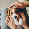 犬に絶対NGな『愛情表現』5選　良かれと思ってやっている行動が愛犬を苦しめていることも