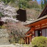 奈良県桜井市指定文化財の樹齢約600年の薄墨桜は必見！春の「談山神社」