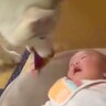 泣き始めてしまった赤ちゃん→優しいハスキー犬が『大事な宝物』を持ってきて…尊すぎる光景に「どれだけ優しいの」「思わず笑顔になった」の声