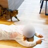 『飼い主が突然倒れたら…猫はどうする？』を検証したら…まさかの結末に爆笑！15.6万回再生「期待を上回る完璧な対応ｗ」「ですよね～ｗ」