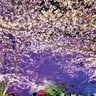 幻想的な夜桜も　3月29日　さむかわ桜まつり