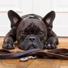 犬が『散歩に行きたがっている』ときにみせるサイン5つ　愛犬からの要求に対する注意点とは？