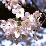 2つのエリアで約1,000本の桜が楽しめる♪新潟市中央区「鳥屋野潟公園(女池･鐘木)」【新潟県の桜名所・お花見スポット特集2025】