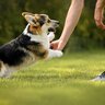 犬が『久しぶりに会った人』にやりがちな行動3つ　興奮した犬に対する注意点と対処法をご紹介