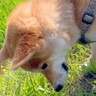 犬から『カエル』を救出した結果…飼い主を襲った『まさかすぎる悲劇』が28万再生「生きる元気をもらった」「カエルの恩返しに期待」と大爆笑