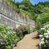 【6/8～21】広島市佐伯区の観音寺で「あじさい祭り」開催！400種のあじさいに囲まれて