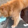 大型犬が水を飲んでいたら『一緒に飲みたい』とやってきた他のワンコ→大迷惑すぎる『大胆な行動』が108万再生「怒らないの優しいｗ」と反響