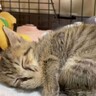 眠くなった子猫が『お母さん』を思い出して…まさかの『赤ちゃん返り』が1.4万回再生「可愛いすぎ～っ」「薬よりも効果がある癒やし…」