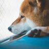 『精神疾患』を抱えている犬の症状5選　精神病の原因や予防法まで解説