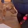 知らない人の足元におもちゃを落としてしまった犬…思わず応援したくなる『人見知りすぎる光景』が20万再生「頑張れ！」「最終手段ｗ」と爆笑