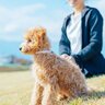 飼い主が帰ってきた時の犬の興奮を落ち着かせたいなら人間が冷静になろう　注意点や対処法をご紹介