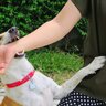 犬が『甘噛み』をしてくる心理５選　なぜ噛んでくるの？やめてもらうための解決策まで