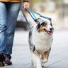 犬にとって『最適な散歩コース』とは？選ぶ方法や抑えておくべきポイントを解説