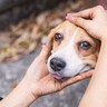 犬が失明する危険な『目の病気』6選　手遅れになる前に日頃からできる予防法はあるの？