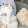 猫が大嫌いな『爪切り』をしようとしたら、ピンチを察した犬が…まさかの『必死に守ろうとする光景』に「可愛い兄弟愛」「勇ましい」と15万再生
