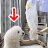 『もう犬やめたんか？』踊るオウムを監視する犬が見せた『衝撃的な姿』に3万いいね集まる「立って監視してて草」「進化してるｗｗ」と爆笑の声