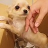 『尊すぎる…』小さな赤ちゃん犬をお迎え後の『リアルな１週間の記録』が愛に満ちていると111万再生「なんだか涙が出た」「天使のよう」と悶絶