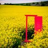 【絶景ドローン旅】黄色いじゅうたんのような風景に癒されて...(北海道